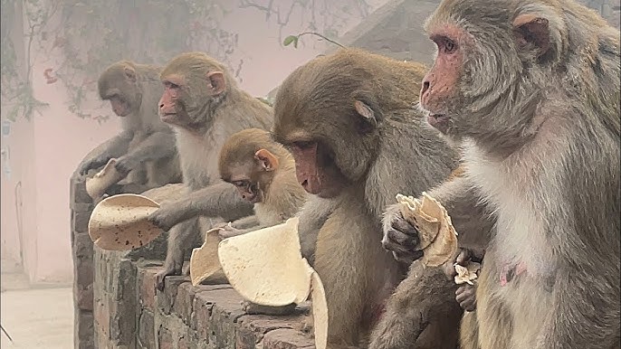 Vanara Annadaan - Monkey Feeding Program