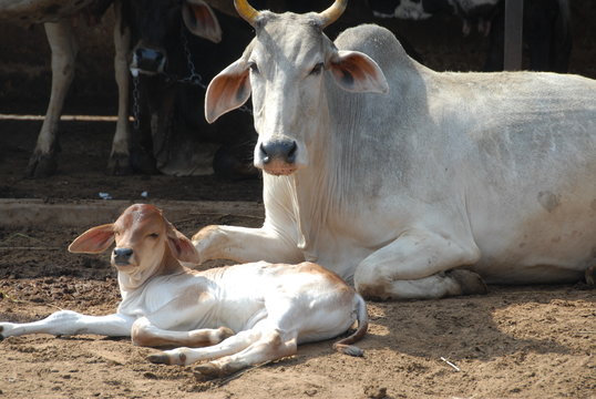 Gauraksha Seva - Cow Sanctuary Care